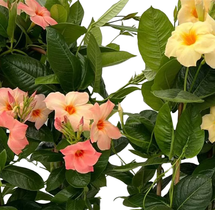 Mandevilla