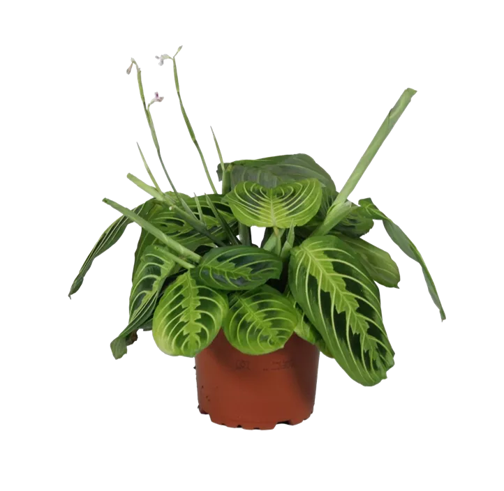 Bunte Pfeilwurz 'Lemon Lime'