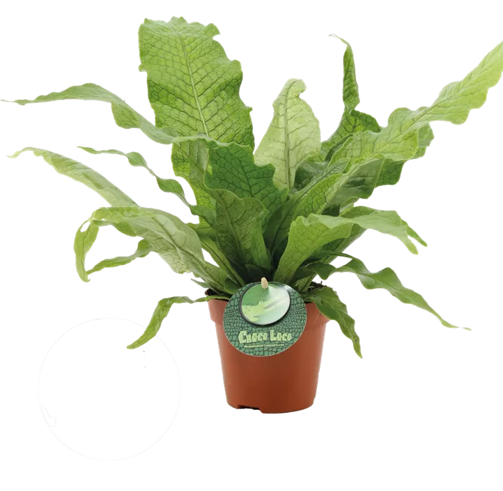 Krokodilfarn 'Crocodyllus'