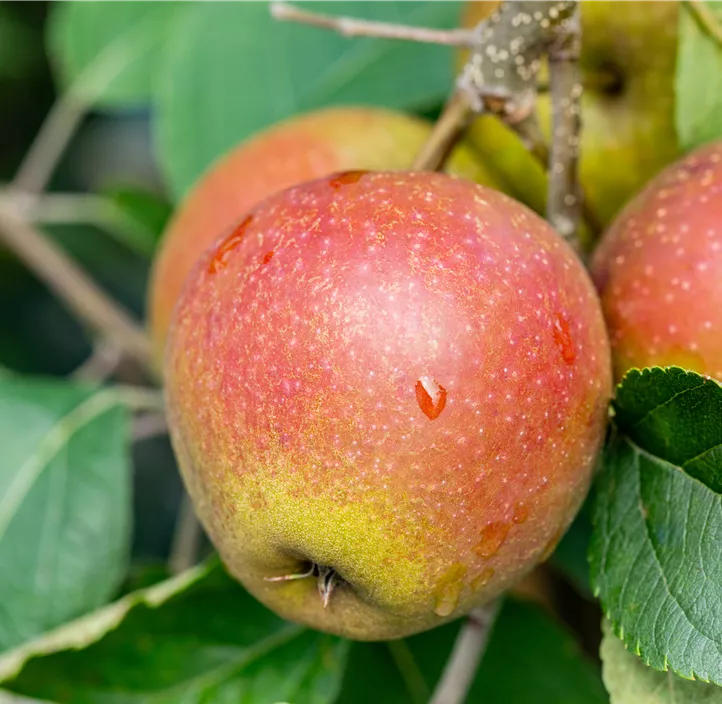 Herbstapfel 'Rubinette'®