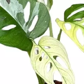 Monstera Adansonii Variegata