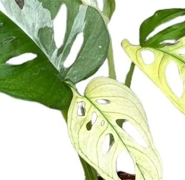 Fensterblatt Adansonii Variegata