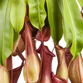 Nepenthes Ampel