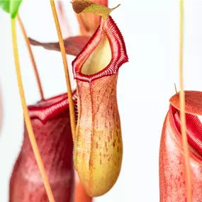 Nepenthes Mix
