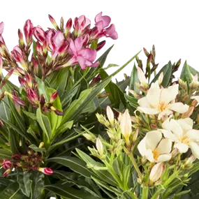 Nerium oleander Tricolor