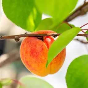 Obstbäume Erntelust