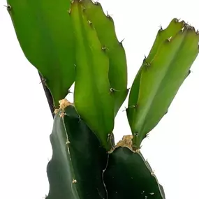 Opuntia Dragon Fruit