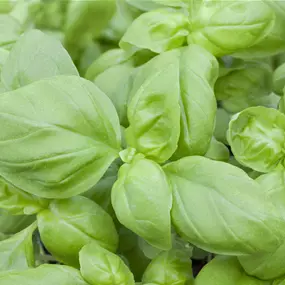 Ocimum basilicum Bergbasilikum Artico