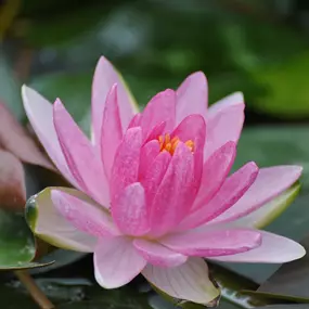 Nymphaea 'Attraction'