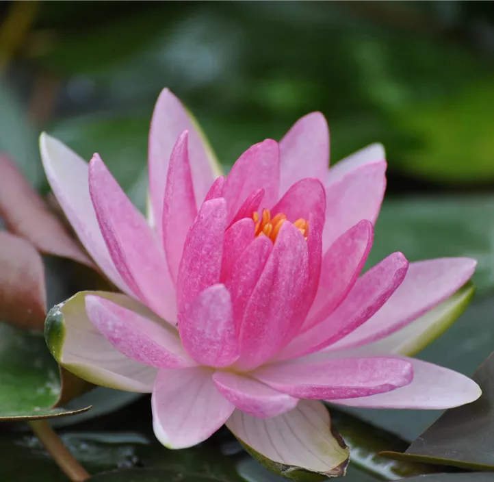 Garten-Seerose 'Attraction'