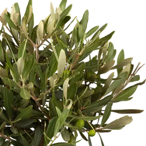 Olea europaea Busch Schale