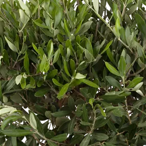 Olea europaea Busch Vulcanoschale