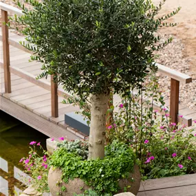 Olea europaea Caliber Kugel
