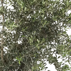 Olea europaea Caliber mit Verzweigung
