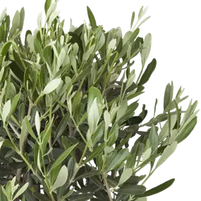 Olea europaea junger Stamm