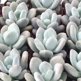 Pachyphytum bracteosum moonstone