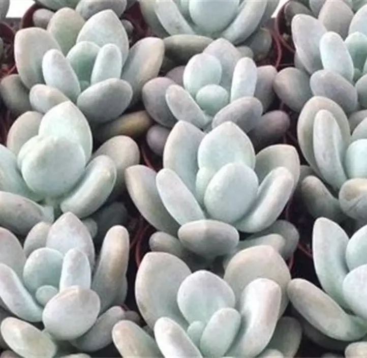 Pachyphytum