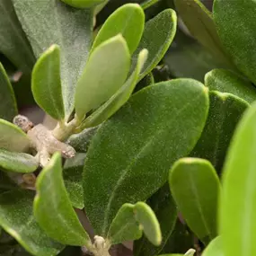 Olea europaea Ministamm im Topf Etruco