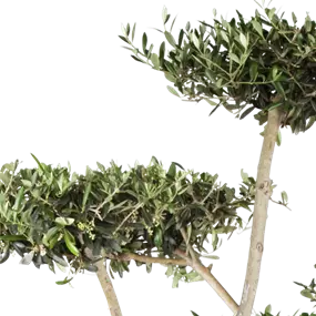 Olea europaea Pom Pom