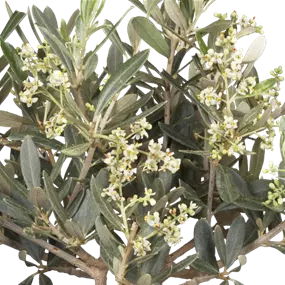 Olea europaea Schale Putti Antik
