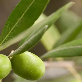 Olea europaea Spiralstamm