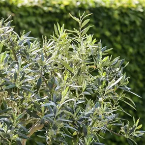 Olea europaea Stamm