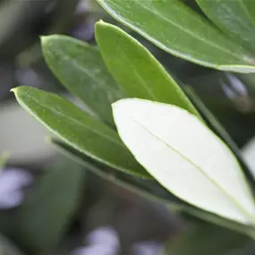 Olea europaea Stamm