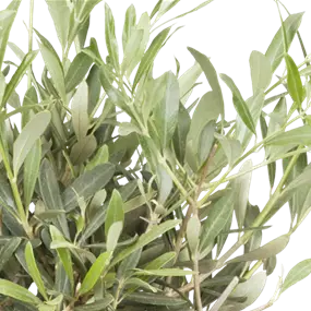 Olea europaea wilde Krone