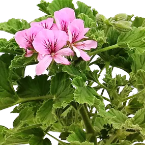 Pelargonium graveolens