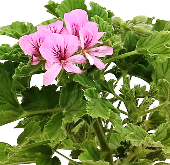 Pelargonie