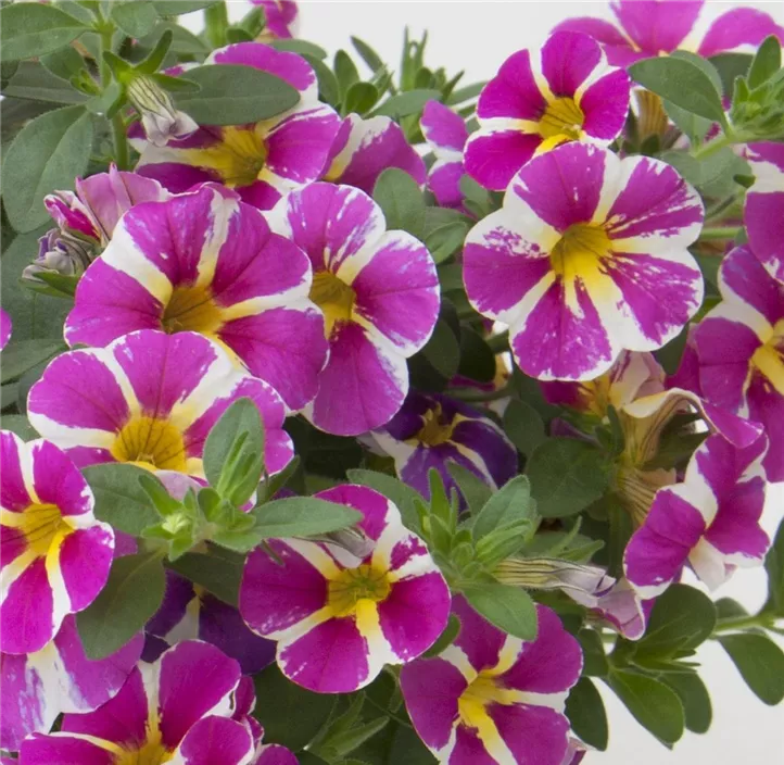 Zauberglöckchen Rave