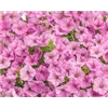 bellaflora Gartencenter GmbH