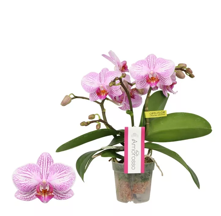 Schmetterlingsorchidee 'Amorosso'