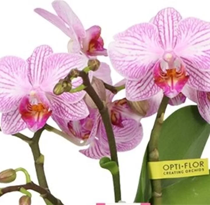 Schmetterlingsorchidee 'Amorosso'