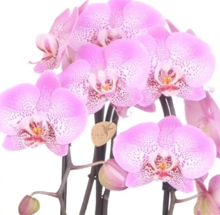 Schmetterlingsorchidee Niagara Falls 'Jillion'