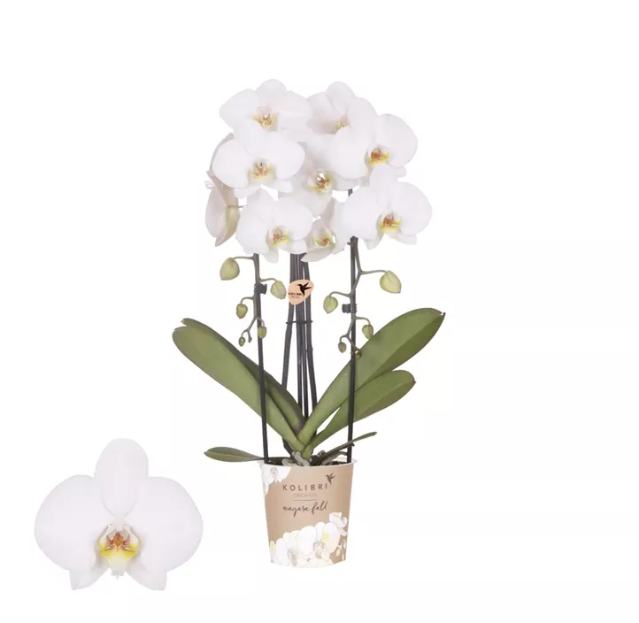 Schmetterlingsorchidee Niagara Falls 'Leeds'