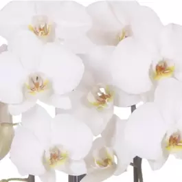 Phalaenopsis Cascade Niagara Falls Leeds