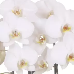 Phalaenopsis Cascade Niagara Falls Leeds