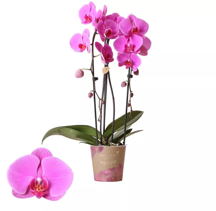 Schmetterlingsorchidee Niagara Falls 'Wellness'