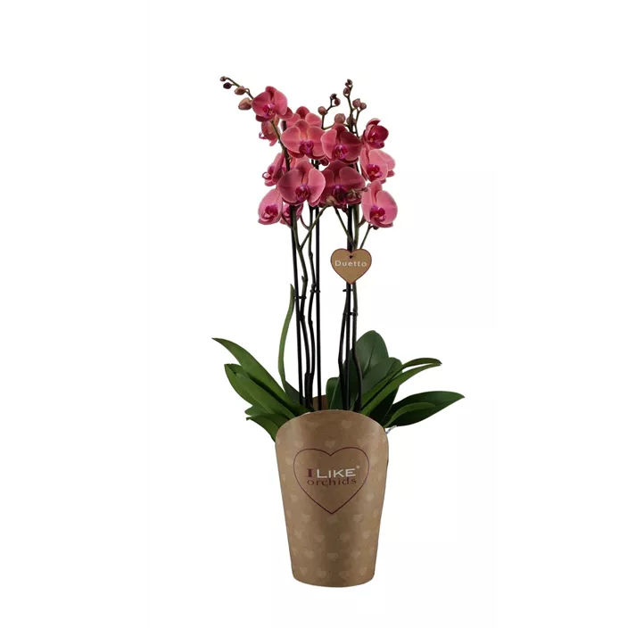 Schmetterlingsorchidee 'Asian Coral'