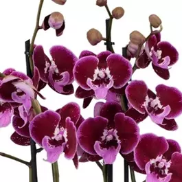 Phalaenopsis Duetto Lembongan