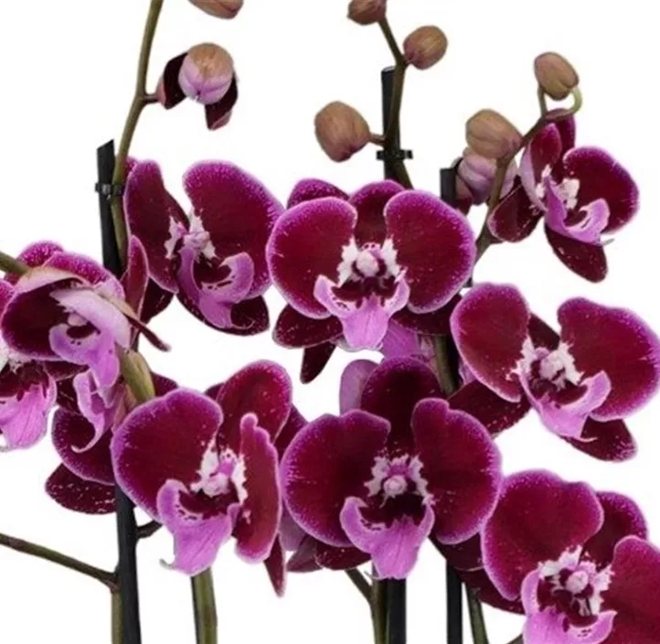 Schmetterlingsorchidee 'Lembongan'