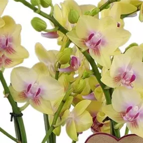 Phalaenopsis Duetto Multi Spunky