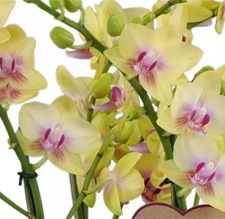 Schmetterlingsorchidee 'Duetto Multi Spunky'