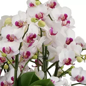 Phalaenopsis Duetto 'Red Lip'