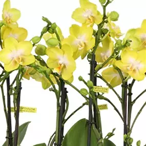 Phalaenopsis hybride Arezzo