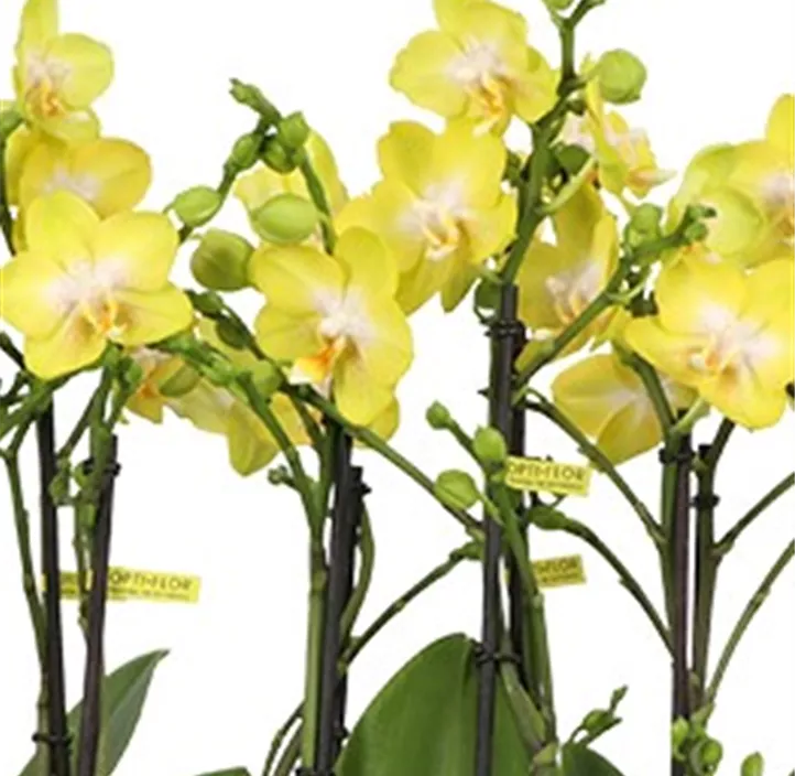 Schmetterlingsorchidee Exclusivo 'Arezzo'