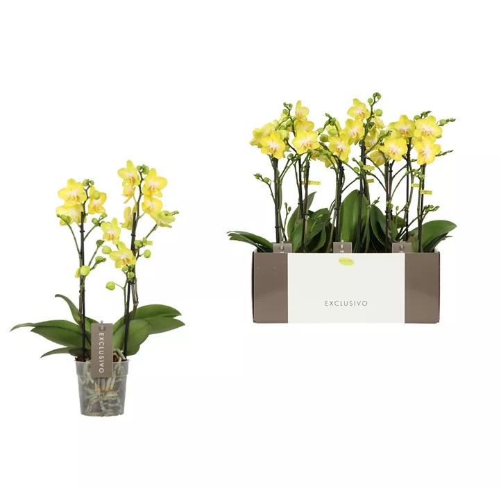 Schmetterlingsorchidee Exclusivo 'Arezzo'