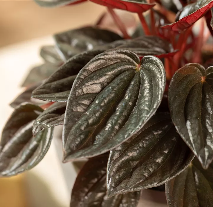 Zwergpfeffer Montevideo