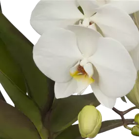 Phalaenopsis Hybride Formidablo